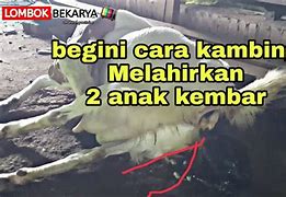 Kambing Melahirkan Kembar 2 Berapa